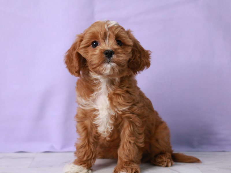 Cavapoo-Female-Red-4090505-My Next Puppy