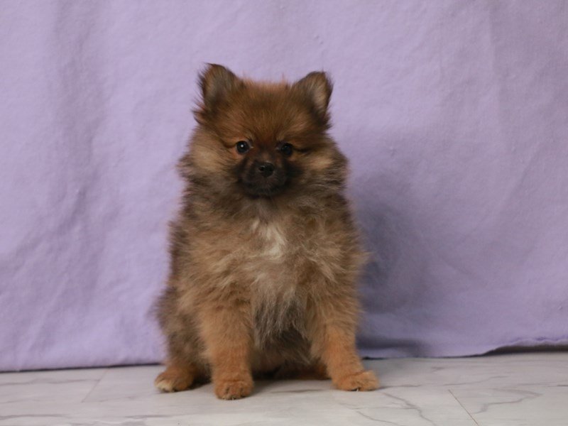 Pomeranian-Female-Sable-4112798-My Next Puppy