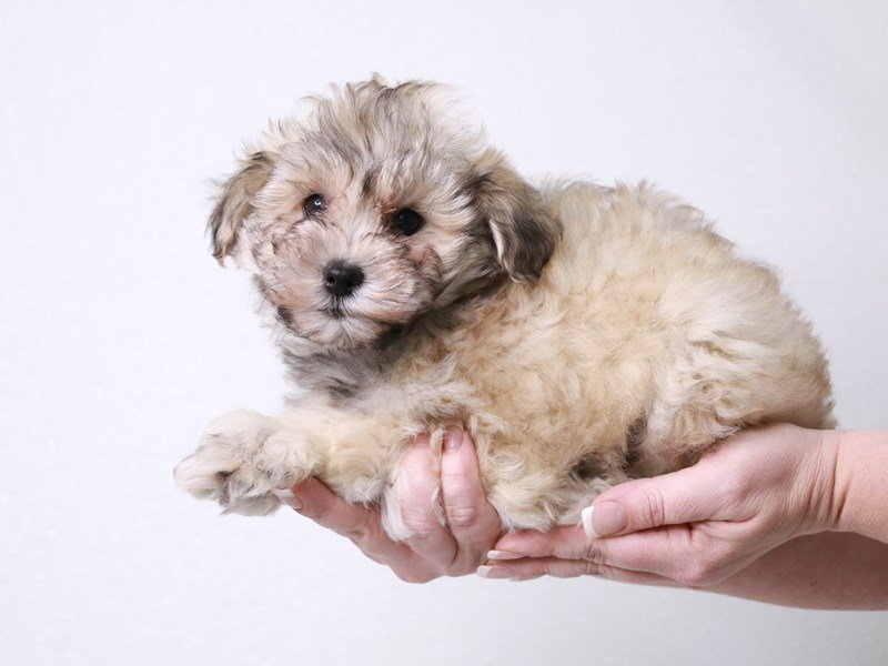 Schnoodle-Male-Cream Sable-4032821-My Next Puppy
