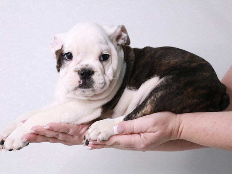 Victorian Bulldog-Male-Brindle / White-4042851-My Next Puppy