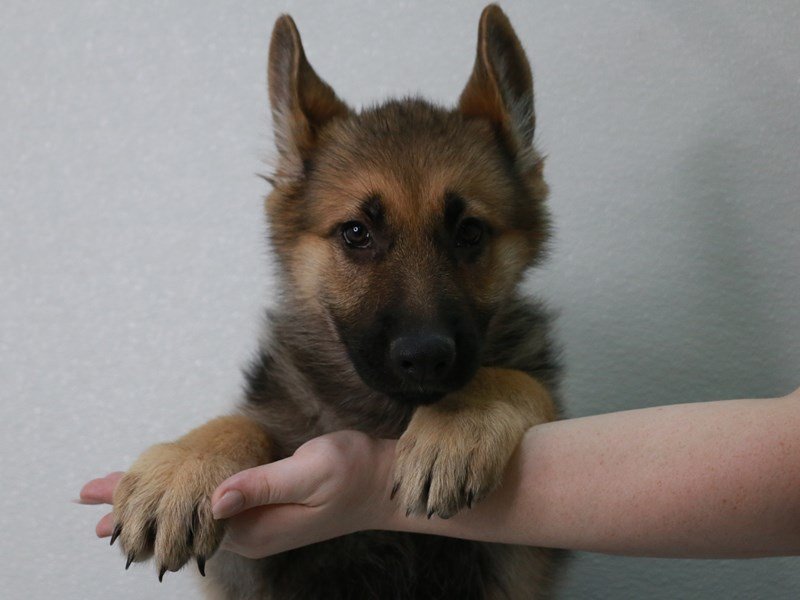 German Shepherd Dog-DOG-Female-Black / Tan-4053008-My Next Puppy