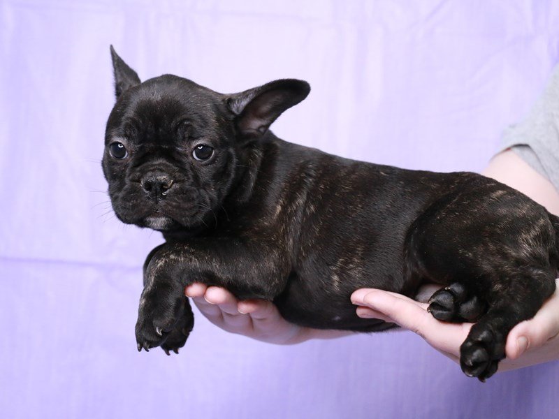 French Bulldog-DOG-Male-Black Brindle-4073742-My Next Puppy