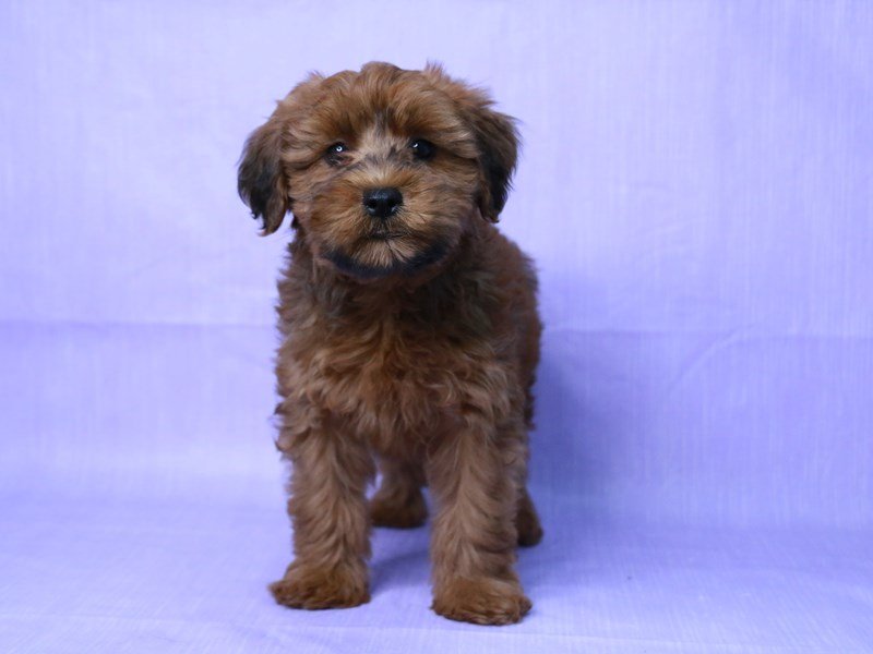 Whoodle-DOG-Male-Red Sable-4083510-My Next Puppy