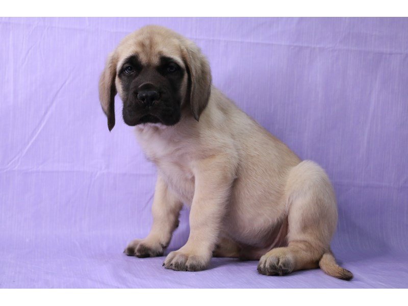 English Mastiff-DOG-Male-Fawn-4081243-My Next Puppy