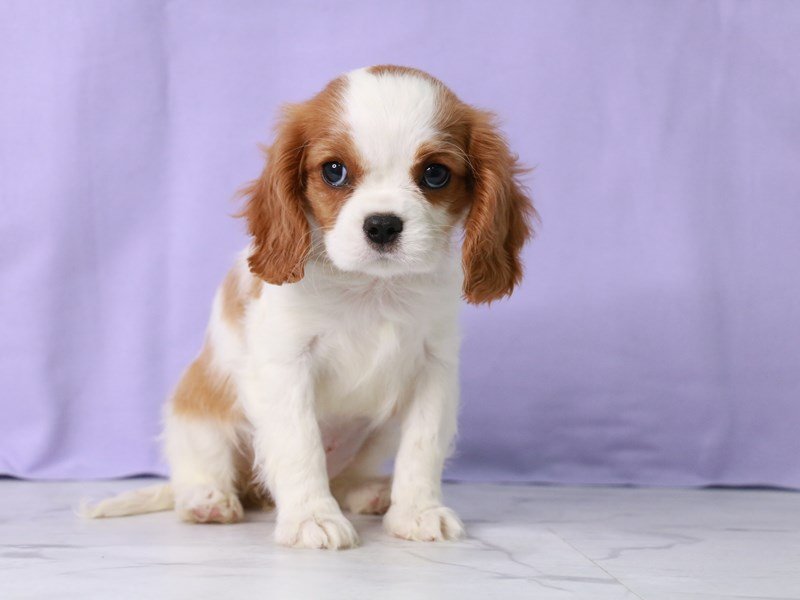 Cavalier King Charles Spaniel-Female-Blenheim-4092770-My Next Puppy