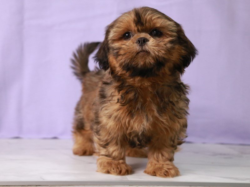 Shih Tzu-DOG-Male-Gold-4092761-My Next Puppy