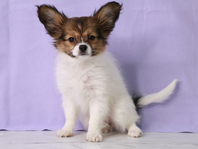 Papillon-DOG-Female-White and Sable-4090591-My Next Puppy