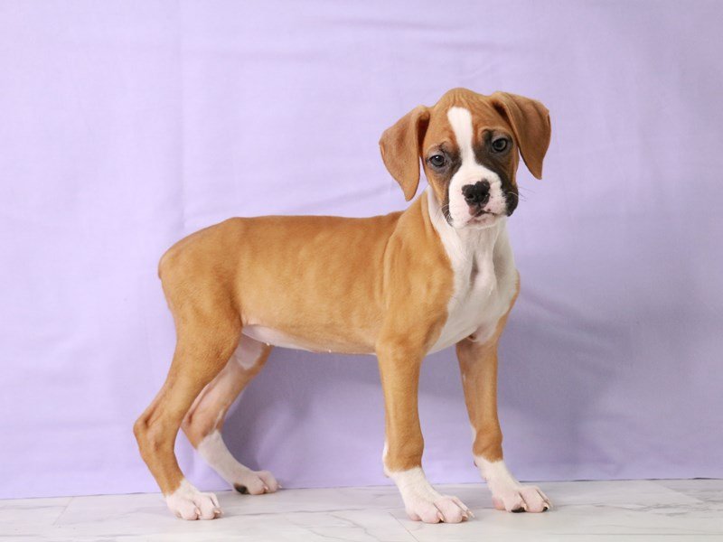 Boxer-DOG-Female-Fawn-4090587-My Next Puppy
