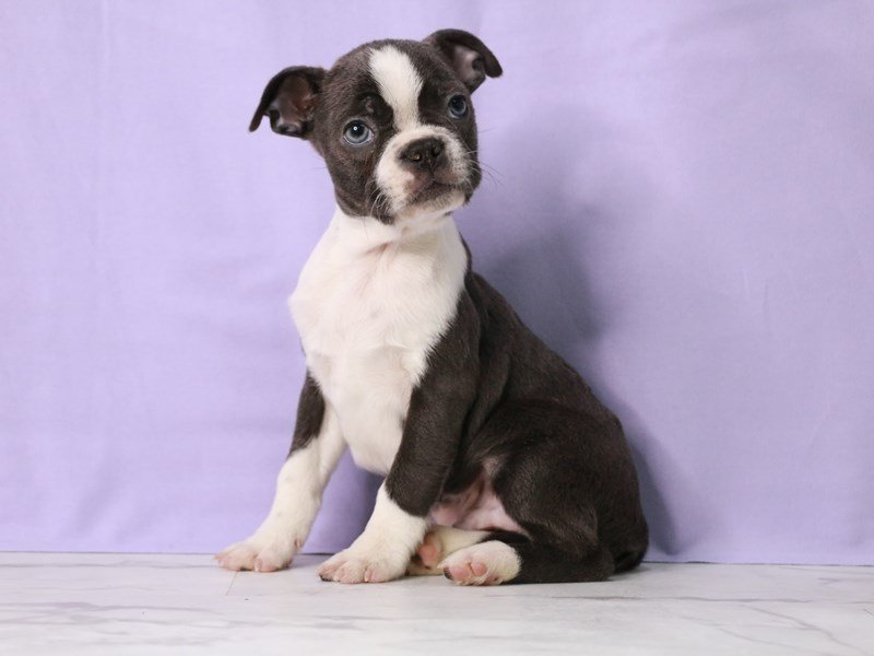 Boston Terrier-DOG-Male-Blue and White-4090515-My Next Puppy