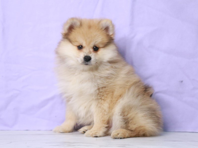Pomeranian-Male-Red Merle-4102253-My Next Puppy