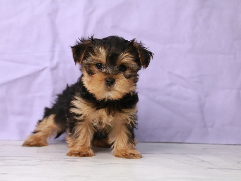 Morkie-DOG-Male-Black / Tan-4102252-My Next Puppy