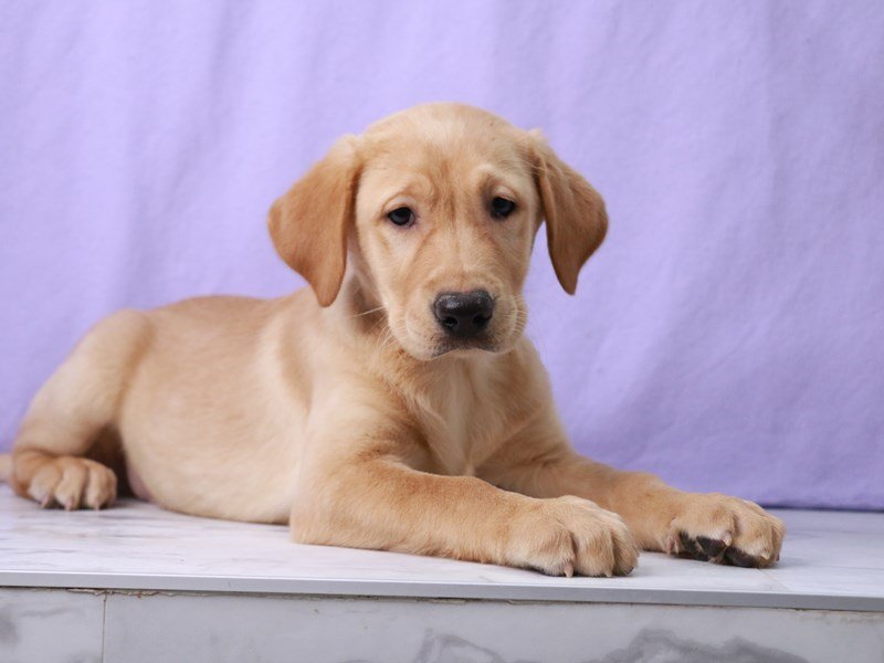 Labrador Retriever-Male-Yellow-4091525-My Next Puppy