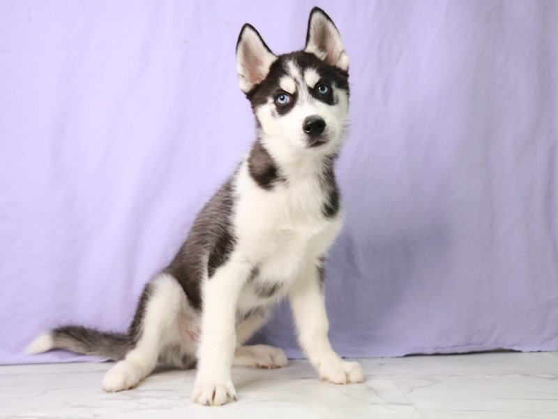 Siberian Husky-Male-Black / White-4099617-My Next Puppy