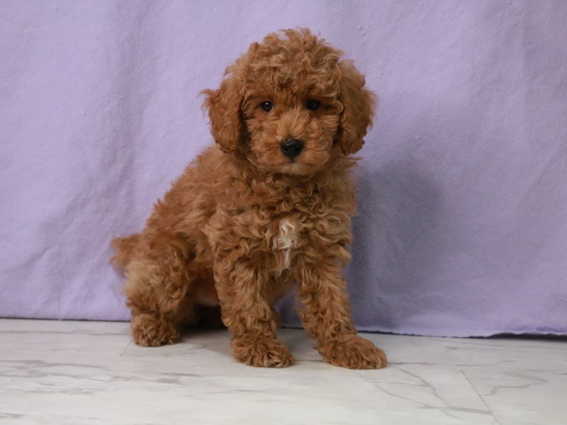 Cavapoo-DOG-Male-Apricot-4114726-My Next Puppy
