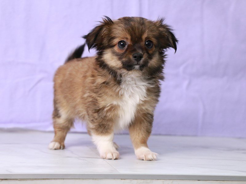 Chihuahua-Female-Brown-4122150-My Next Puppy