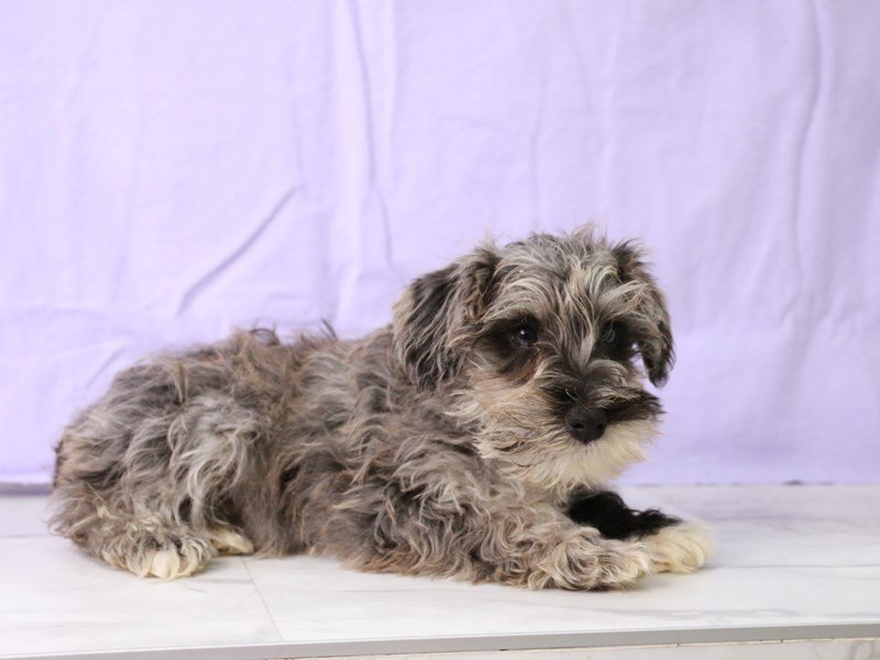 Miniature Schnauzer-DOG-Male-Blue Merle-4122147-My Next Puppy