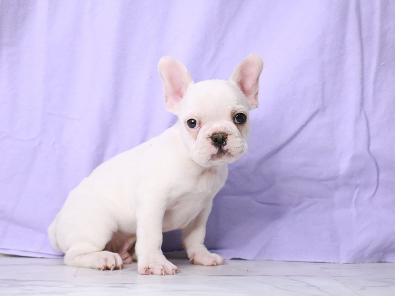 French Bulldog-DOG-Male-Cream-4122144-My Next Puppy