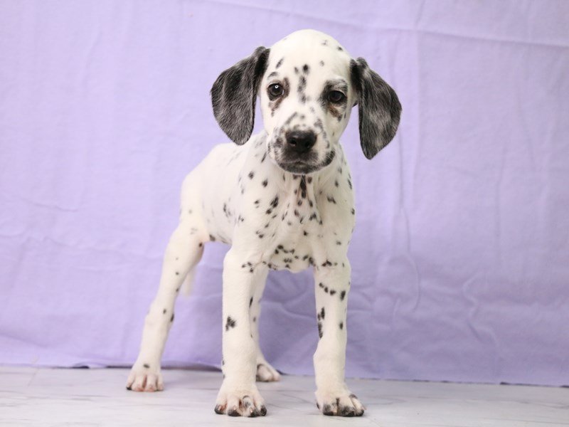 Dalmatian-DOG-Male-white and black-4123302-My Next Puppy