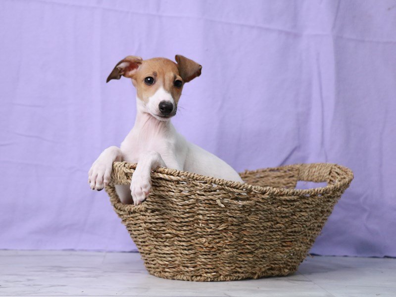 Italian Greyhound-Female-White / Fawn-4122018-My Next Puppy