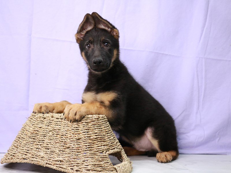 German Shepherd Dog-Male-Black / Tan-4122020-My Next Puppy