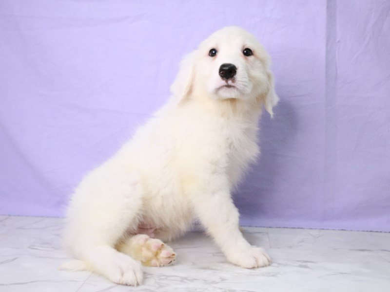 Great Pyrenees-DOG-Male-White-4129546-My Next Puppy