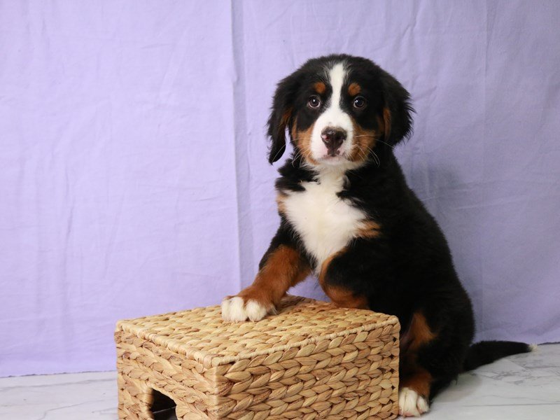 Bernese Mountain Dog-DOG-Male-Black White / Tan-4109572-My Next Puppy