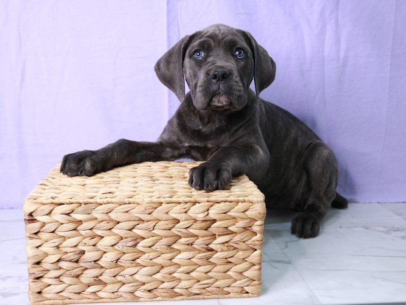 Cane Corso-DOG-Female-Blue Brindle-4126679-My Next Puppy