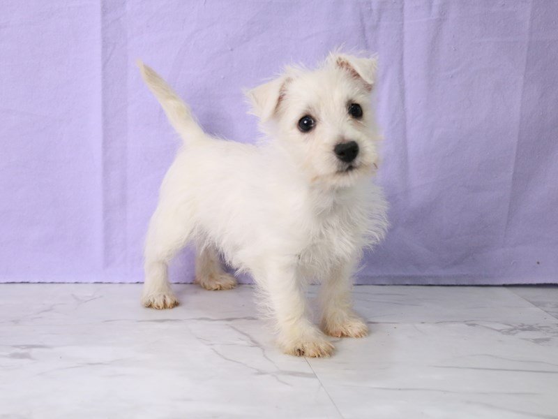 West Highland White Terrier-Female-White-4126676-My Next Puppy