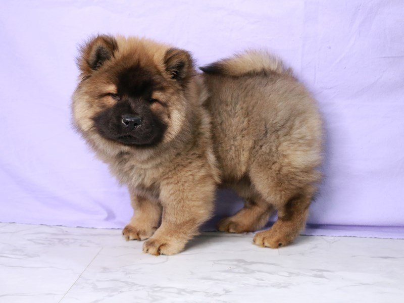 Chow Chow-DOG-Male-Cinnamon-4126677-My Next Puppy