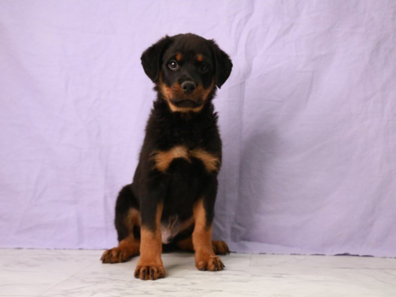 Rottweiler-DOG-Male-Black / Rust-4140311-My Next Puppy