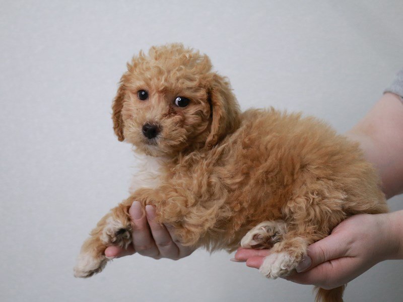 Poochon-DOG-Male-Apricot-4053009-My Next Puppy
