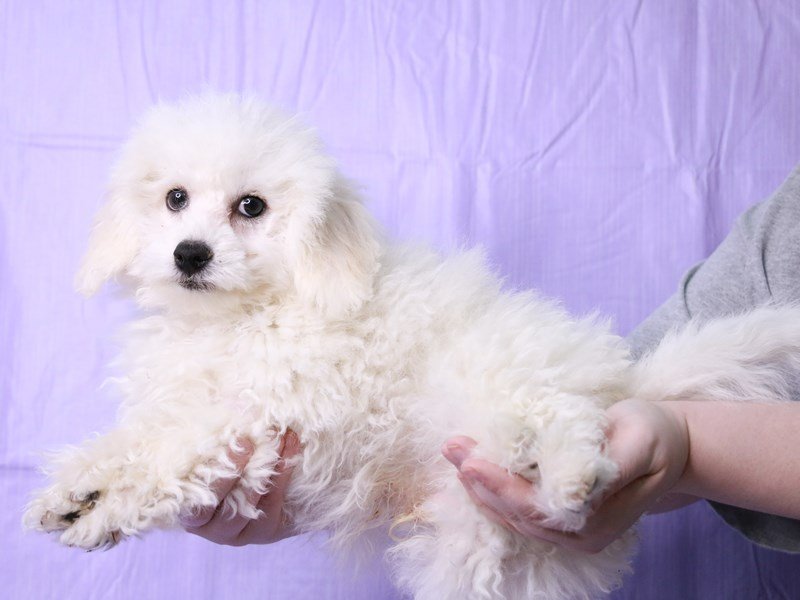 Bichon Frise-DOG-Male-White-4065023-My Next Puppy