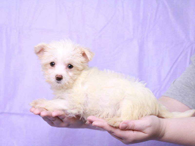 Morkie-DOG-Female-Cream-4073747-My Next Puppy