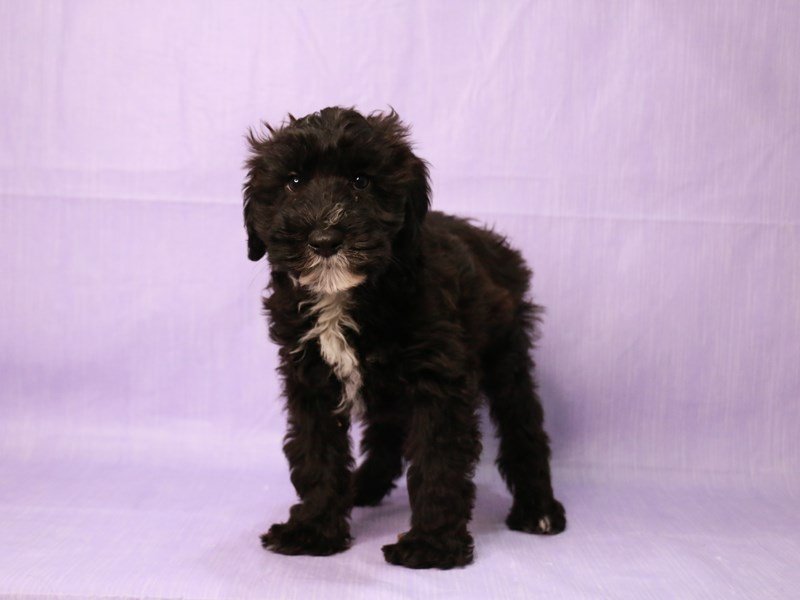 Whoodle-DOG-Male-Black Sable-4083512-My Next Puppy