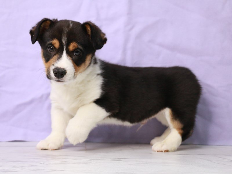 Pembroke Welsh Corgi-DOG-Male-Black Tan / White-4102250-My Next Puppy