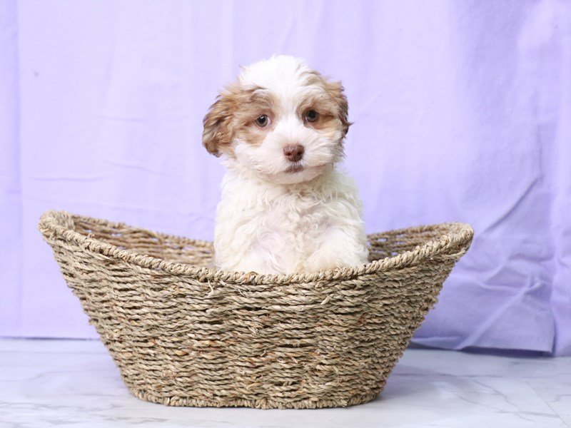 Havanese-DOG-Female-Brown / White-4122153-My Next Puppy