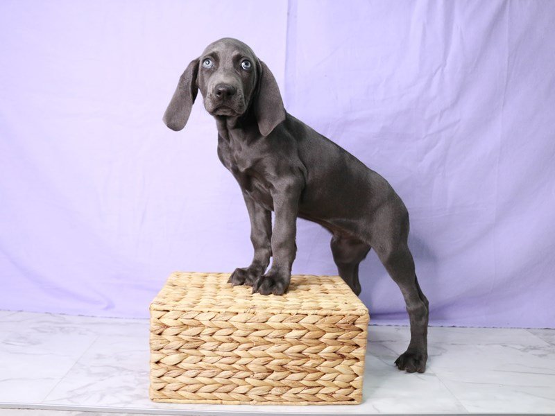 Weimaraner-DOG-Male-Blue-4046103-My Next Puppy