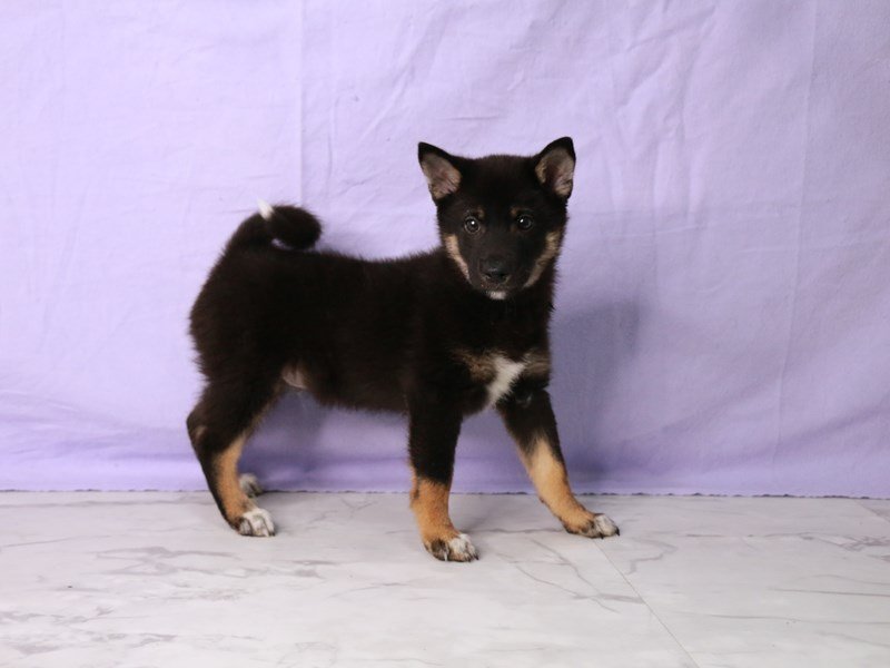 Shiba Inu-DOG-Male-Black and Tan-4129548-My Next Puppy