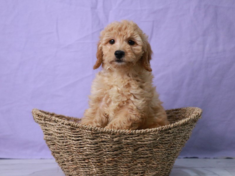 Miniature Goldendoodle-DOG-Female-Cream-4126673-My Next Puppy