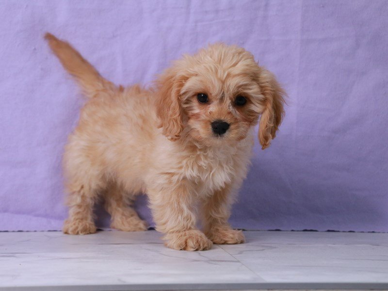 Cavapoo-DOG-Male-Apricot-4138151-My Next Puppy