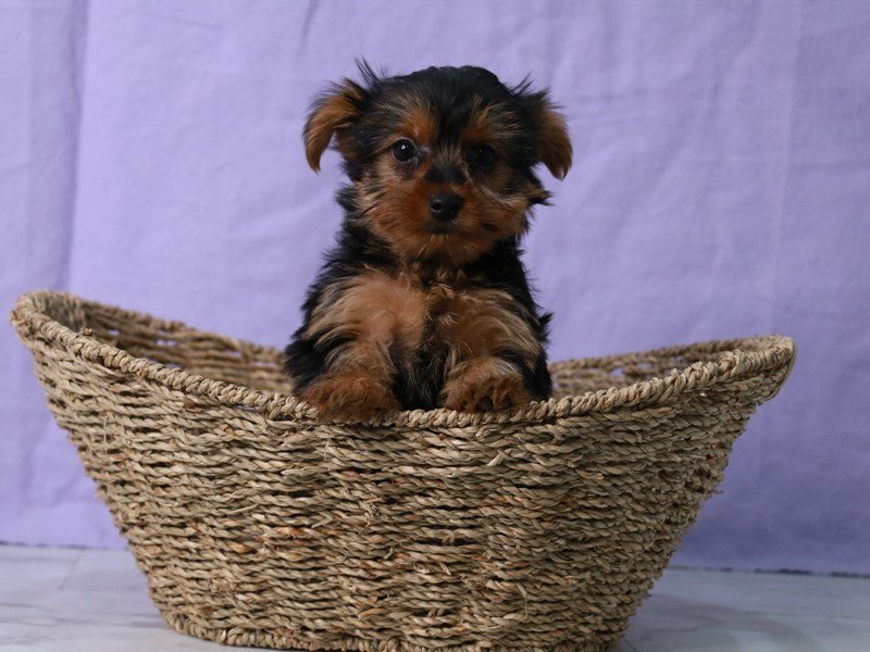 Yorkshire Terrier-DOG-Female-Black and Tan-4138150-My Next Puppy