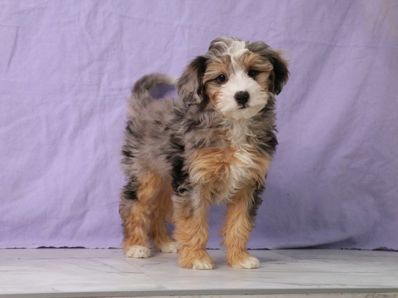 Bernedoodle-DOG-Female-Blue Merle-4142745-My Next Puppy