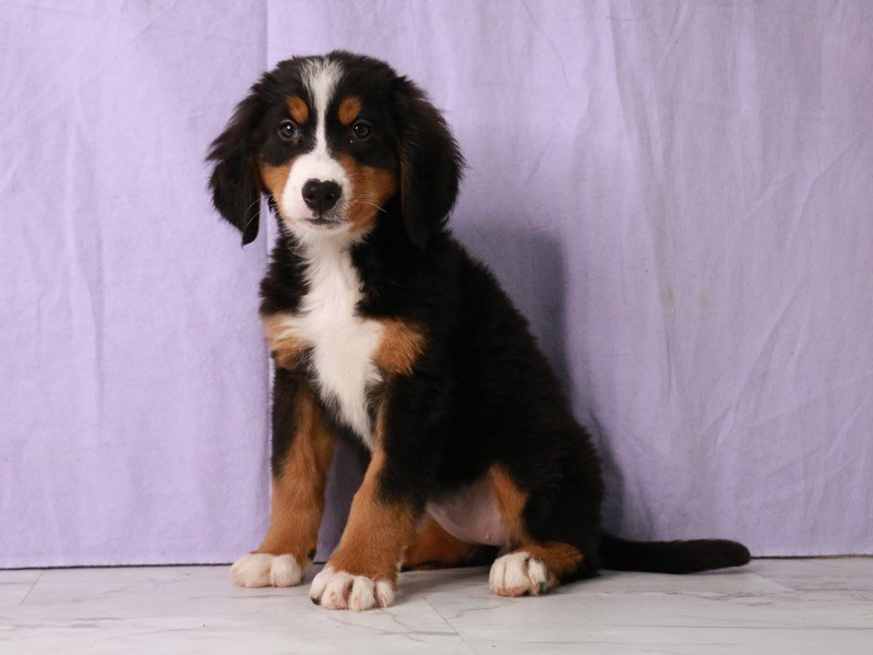 Bernese Mountain Dog-DOG-Female-Black Rust and White-4164767-My Next Puppy
