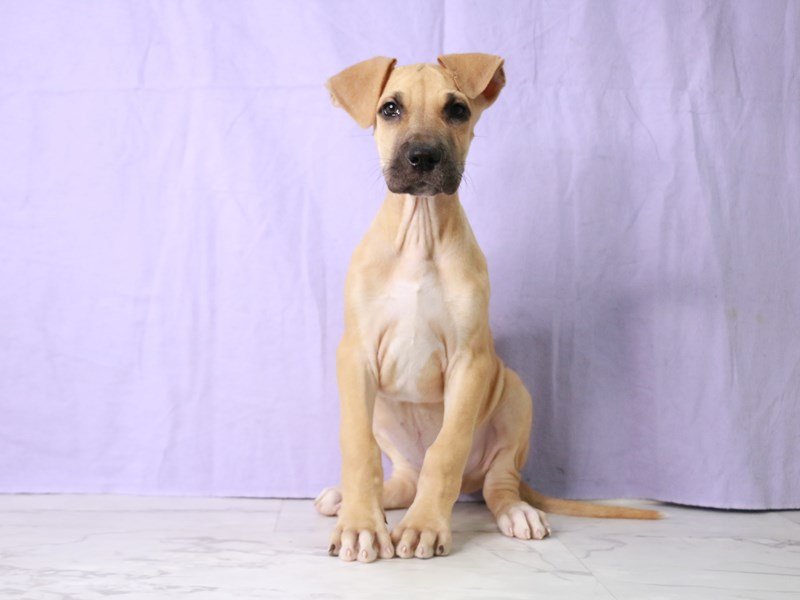 Great Dane-DOG-Male-Fawn-4164721-My Next Puppy