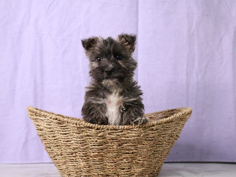 Cairn Terrier-DOG-Male-Wheaten-4169457-My Next Puppy