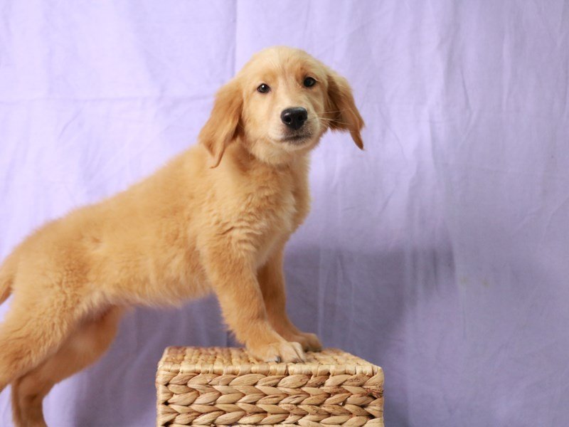 Golden Retriever-DOG-Female-Golden-4169340-My Next Puppy