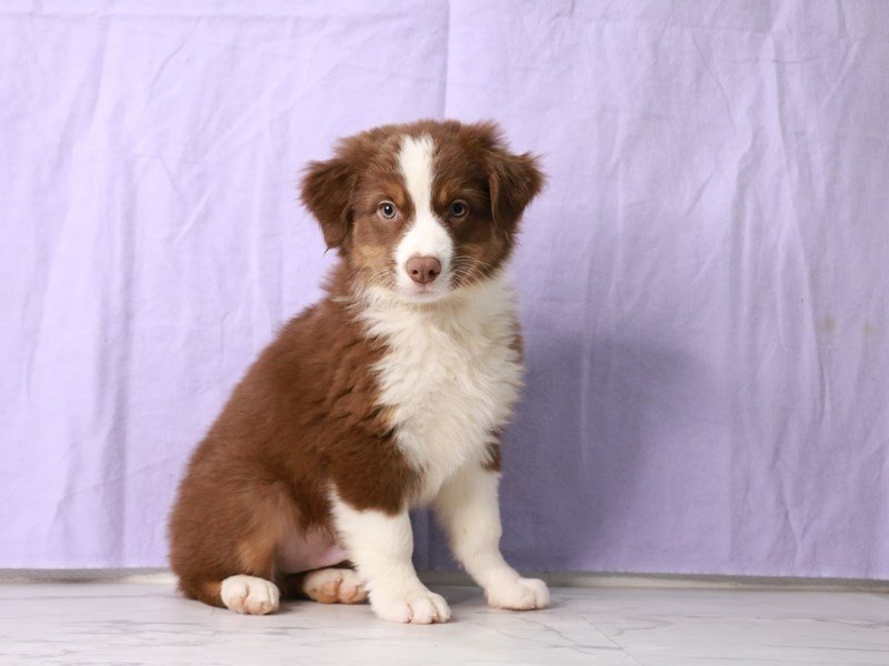 Australian Shepherd-DOG-Male-Red Tan / White-4169350-My Next Puppy