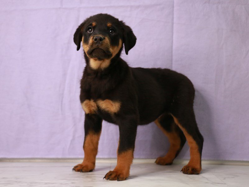 Rottweiler-DOG-Female-Black / Tan-4169344-My Next Puppy
