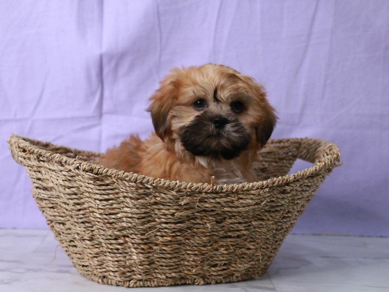 Shih Tzu-DOG-Male-Red-4175347-My Next Puppy