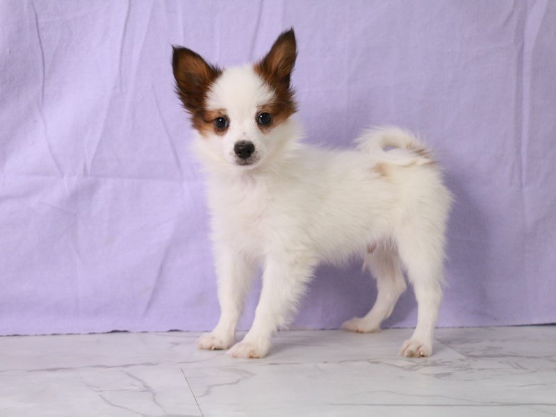 Papillon-DOG-Male-White and Red-4175373-My Next Puppy